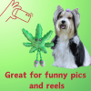 Mary Jane the Weed Leaf 420 Dog Toy