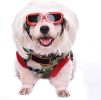 Pet Goggles Dog UV Protection Glasses Waterproof Windproof Anti-Fog Eye Glasses